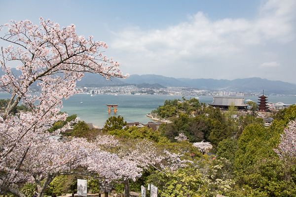 開花宣言♪