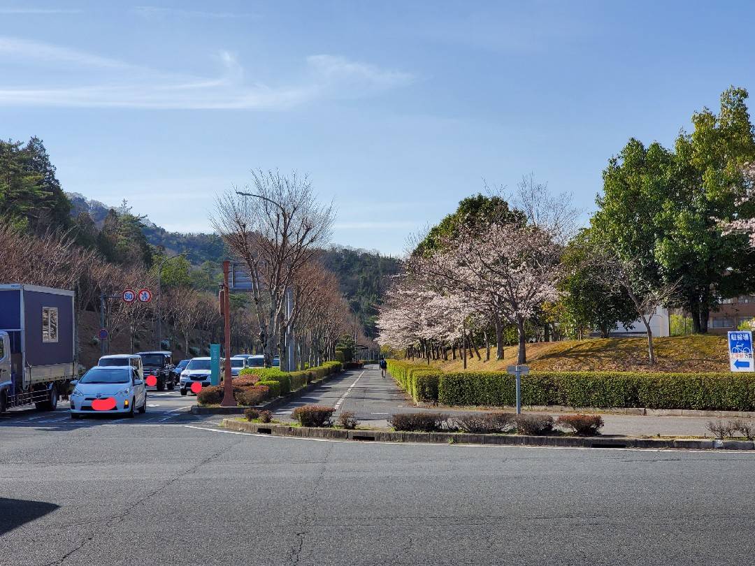 夜桜を見てきました～映え写真を狙って～