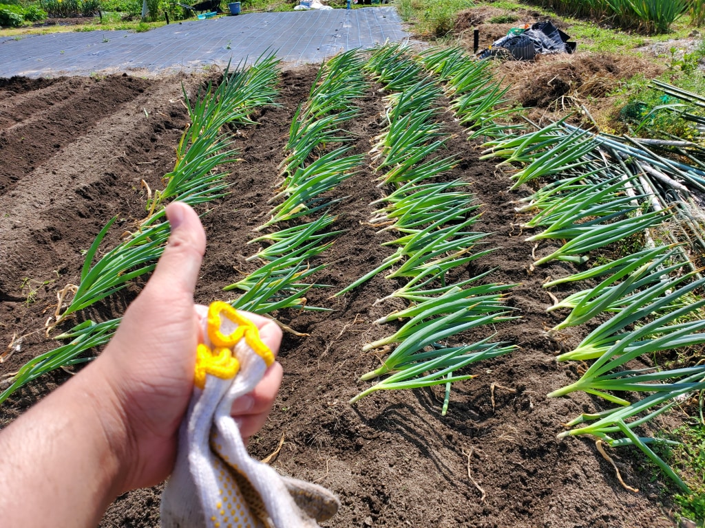 畑耕しネギ植え替えマン