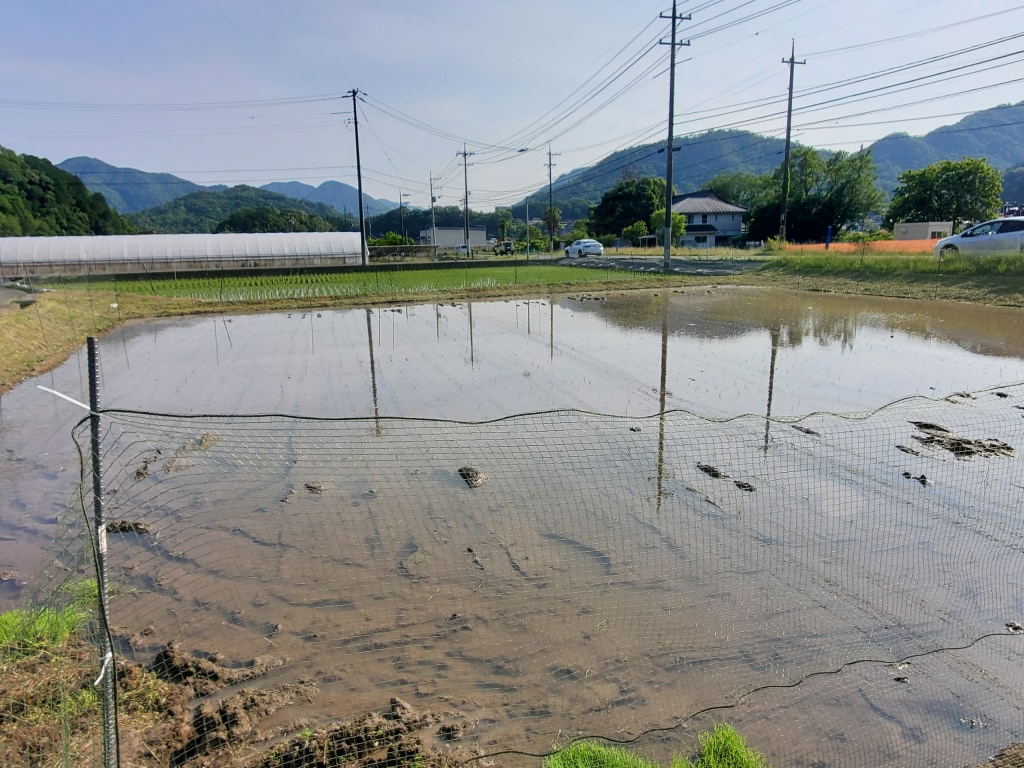 お米をつくろう